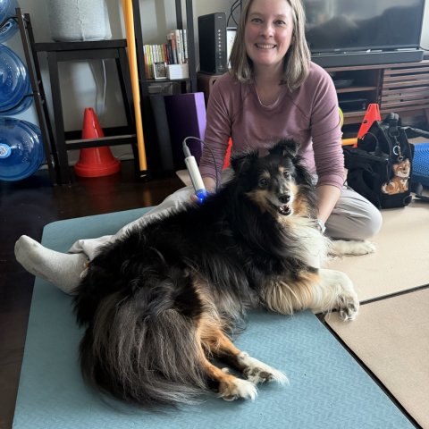 laser in home, dog PT